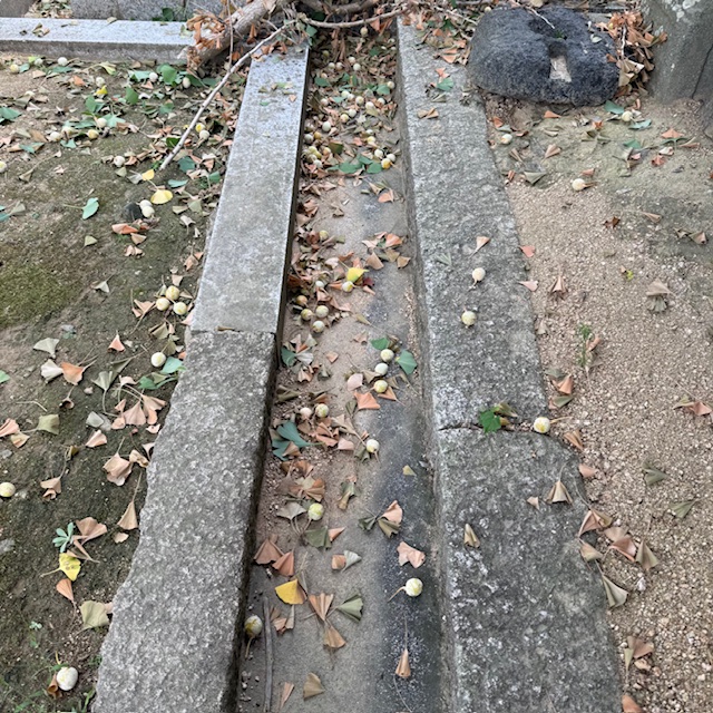 20250909 銀杏の剪定を計画しています3.jpg