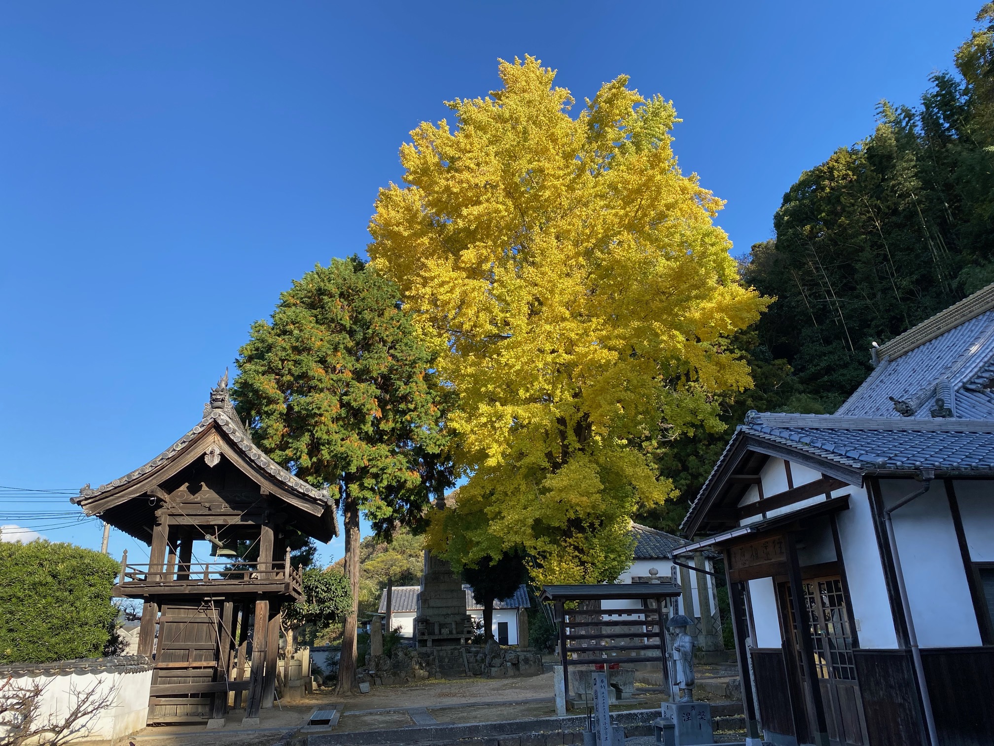 20241128 銀杏が良い色になりました1.jpg