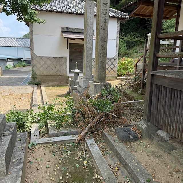 20250909 銀杏の剪定を計画しています2.jpg