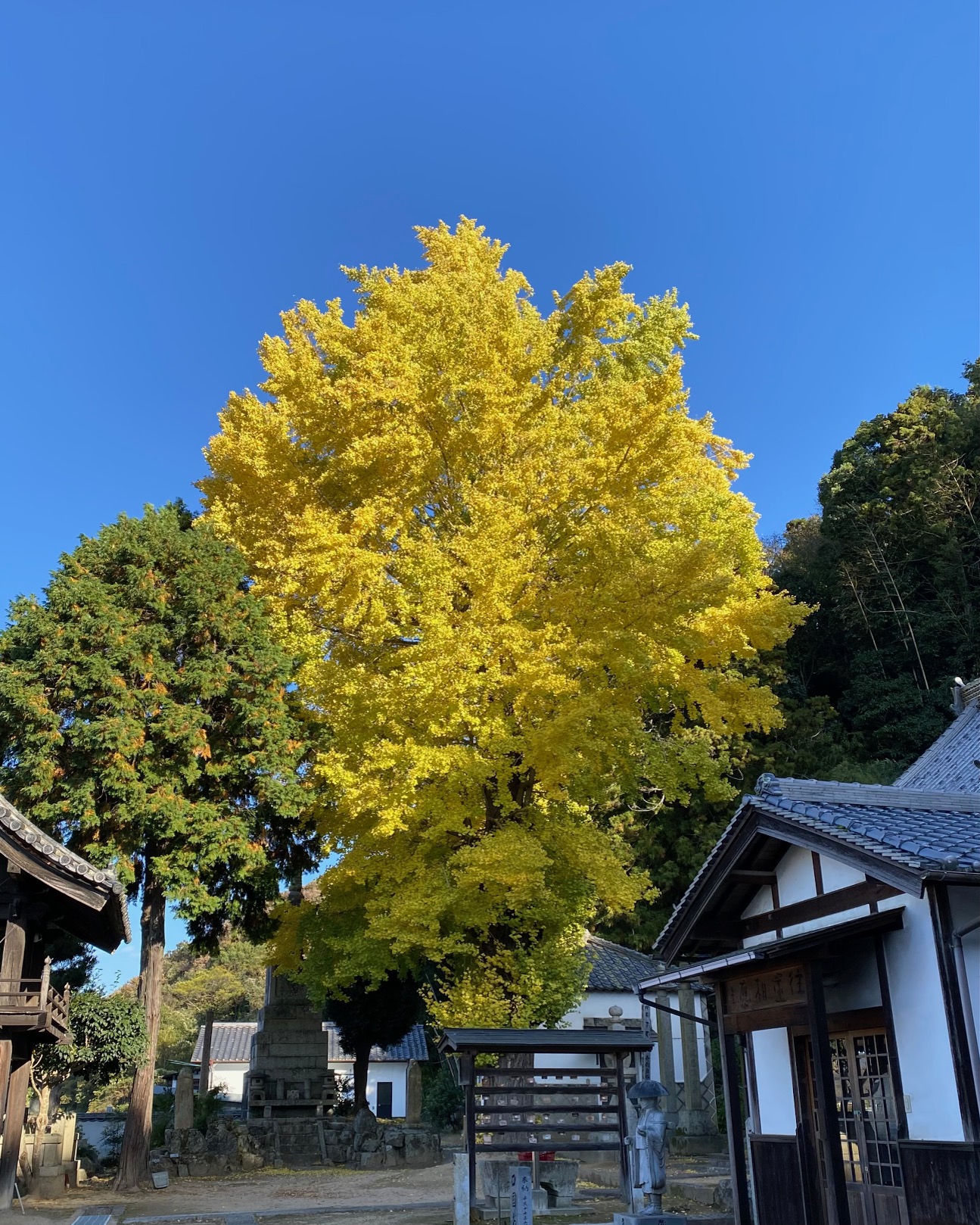 20241128　銀杏が良い色になりました2.jpg