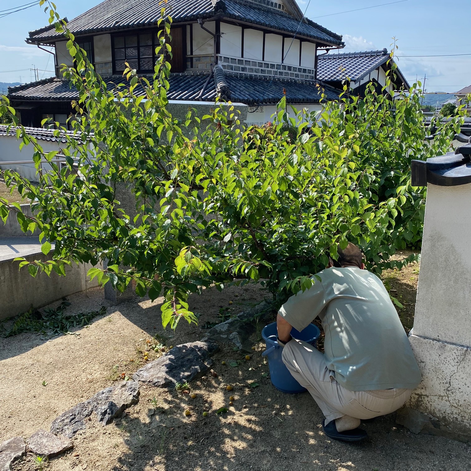 20250531　梅がたくさん実りました3.jpg