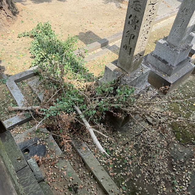 20250909 銀杏の剪定を計画しています4.jpg