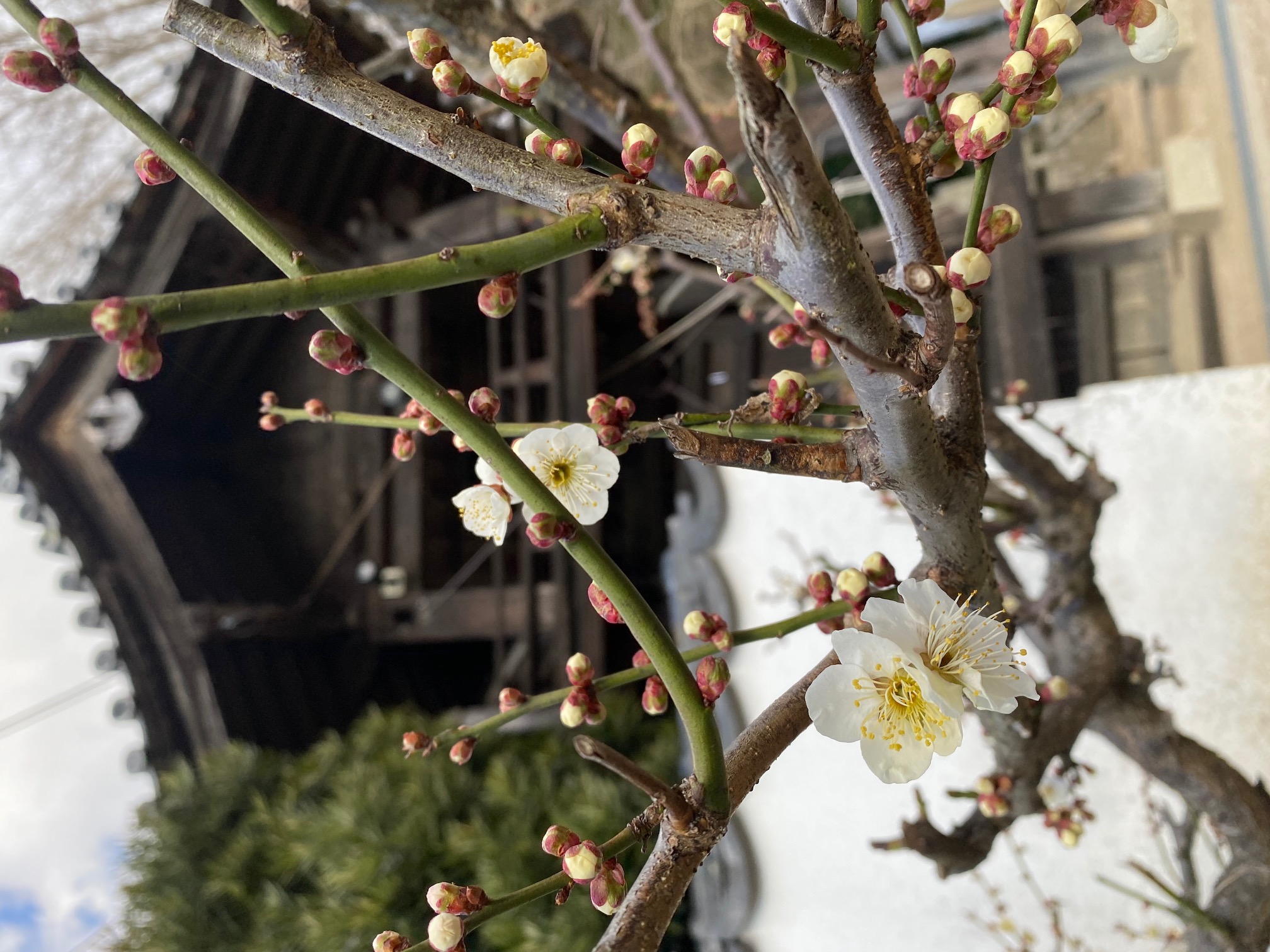 20250320　梅の花1.jpg