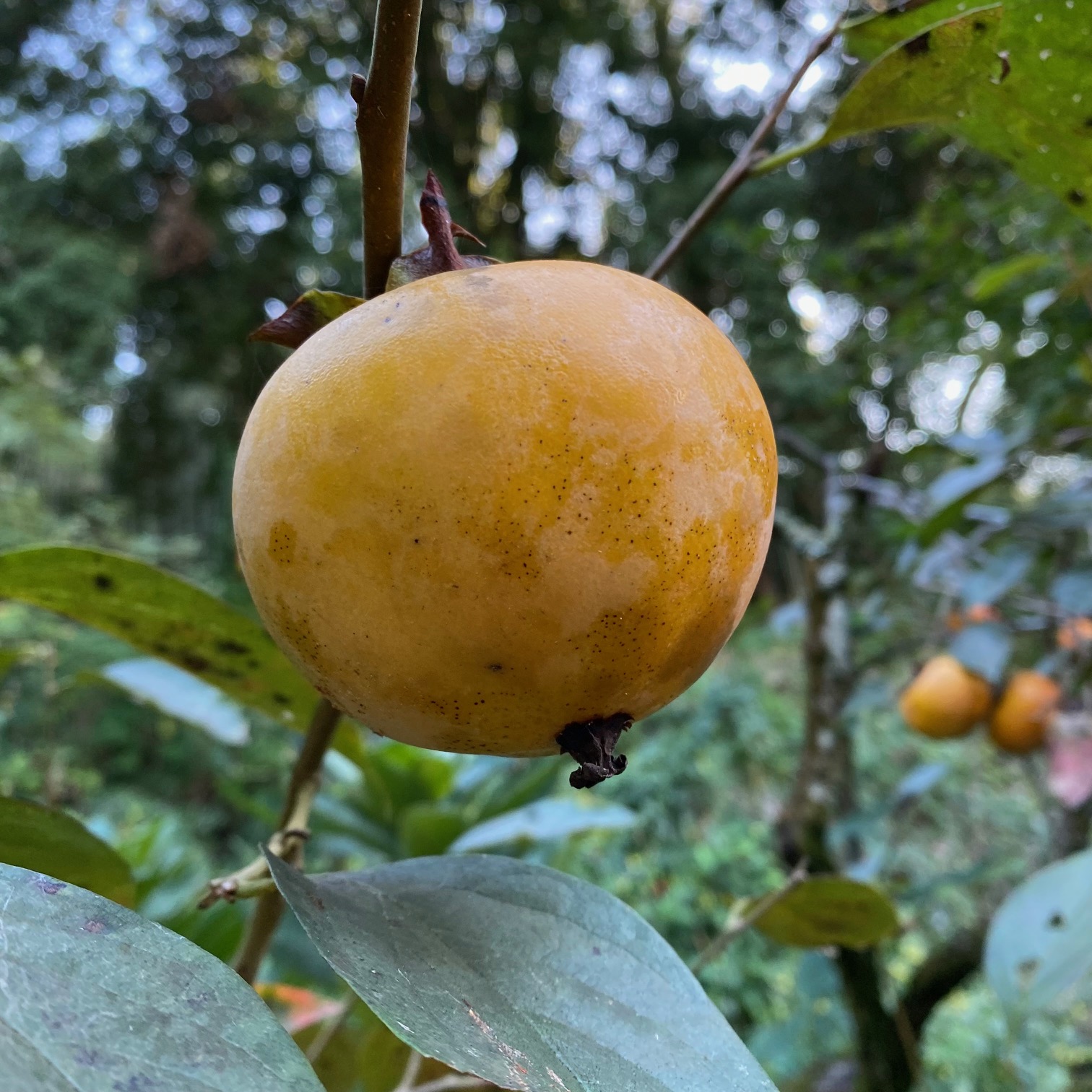 20241103 巳の日1.jpg